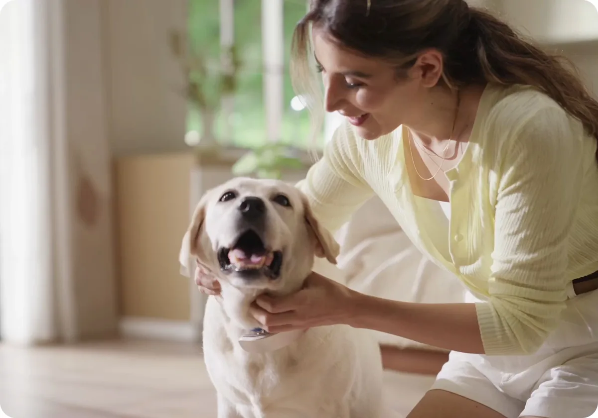 A woman smiling at her Labrador wearing a Traini collar