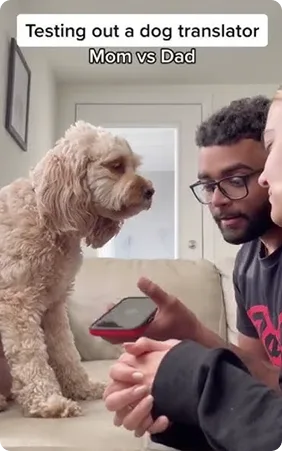 Testing Dog Translator App On SASSY Cockapoo