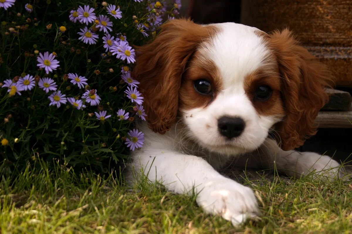 Ease Dog Separation Anxiety: Key Signs and Effective Soothing Techniques
