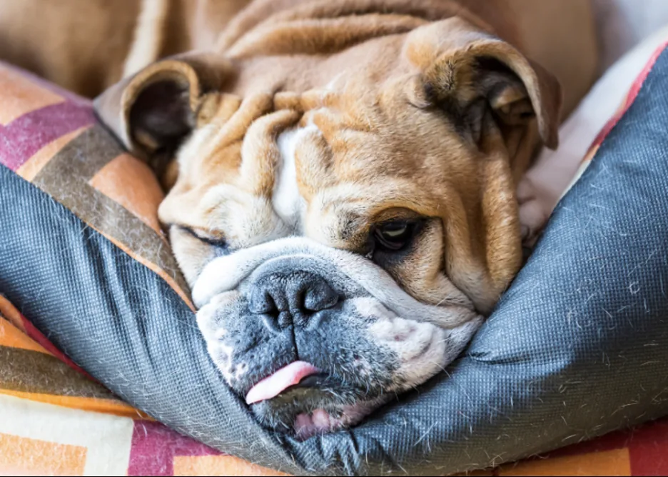 English Bulldog Lifespan — What to Expect and How to Extend It