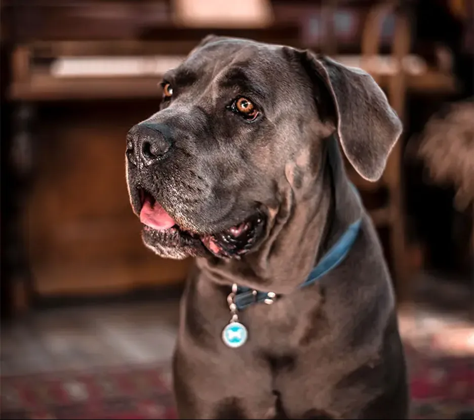 How to Pronounce Cane Corso Correctly — Breed Guide
