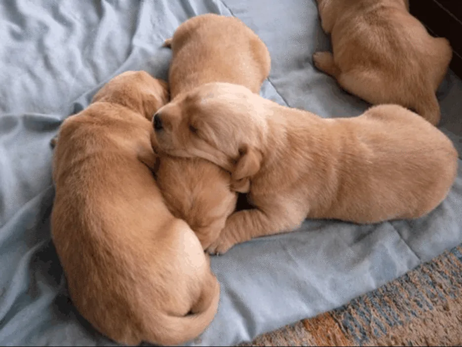What Are Bad Signs After a Dog Gives Birth — Essential Postpartum Warnings