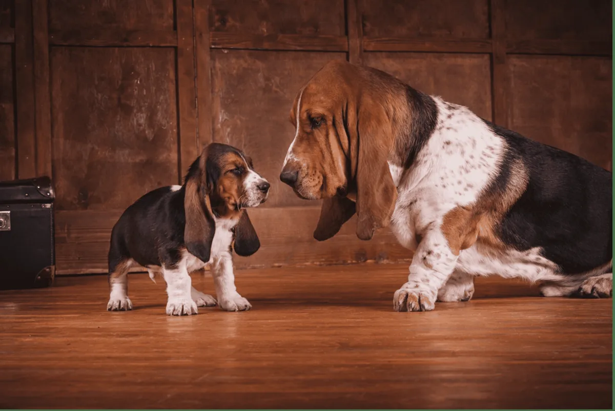 What Do Basset Hounds Usually Die From — Health Guide for Pet Owners
